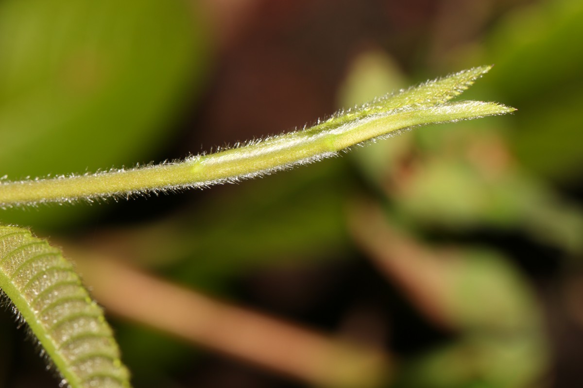 Tetracera sarmentosa (L.) Vahl